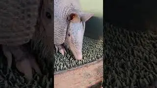 Phoenix Zoo B.E. Madness: Armadillo