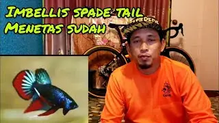 Cara Kawinkan Ikan laga #gengdunia #duniabadol