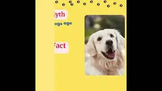 Understanding dog aging and life stages