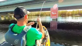 Catching TONS of PEACOCK BASS!!   TOO EASY!?!