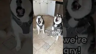 My Huskies Morning Routine!