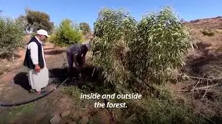Libyan aims to save forest by watering hundreds of trees