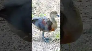 Rare Duck Species You've Never Seen Before #DucklingMoments #DucklingAdventures #DucklingLife