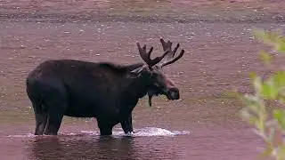 Maroon Bells Trail Closed Due To Moose Behavior