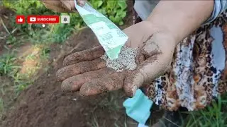 Você Vai Aprender a Fazer Mudas de Alface 🥬direto da semente Assim!      #fypシ゚viralシ  #rotinadodia