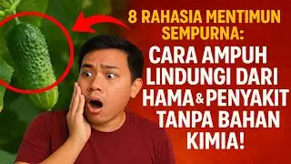 🥒 8 Rahasia Mentimun Sempurna: Cara Ampuh Lindungi dari Hama & Penyakit Tanpa Bahan Kimia!