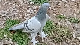 👍SÜTÇÜNÜN KORNASI FELAN YILDIRAMAZ BİZİ😁😁😁😁😁😁