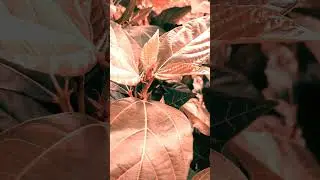Newly leaves of Cluster fig🌿🌿🌿😍😍😍🌼🌼🌼😎👍#shorts #cluster #leaves #nature