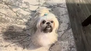 Pebbles 🩷🩷 Smiling showing teeth and wiggling tail 