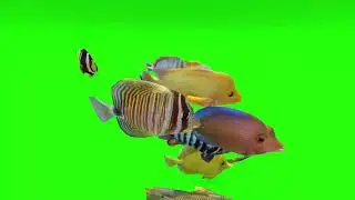 Animated 3D Tropical Fish Green Screen Chromakey
