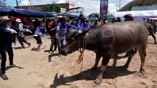 Thailand&rsquo;s buffalo racing brings risky thrills | REUTERS
