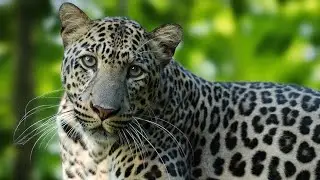 Bulgaria -Sofia, Sofia zoo, beautiful big cat