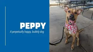 Rescue dog Peppy lives up to his name!