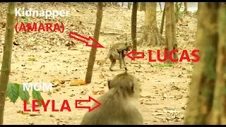 Hot News! Poor LUCAS so sad Little monkey AMARA kidnapped him very long time/ Amara Kidnapper