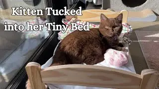 Kitten Tucked into Bed | Chocolate British Shorthair Kitten