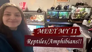 MEET MY 11 REPTILES!!!