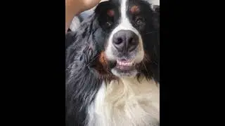 Pretending to pet the dogs but not actually doing it to see their reactions?