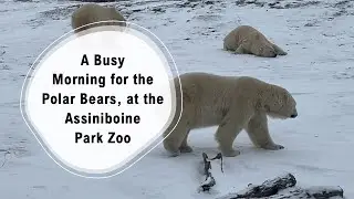 A Busy Morning for the Polar Bears, at the Assiniboine Park Zoo (Time Lapse) @papaatthezoo
