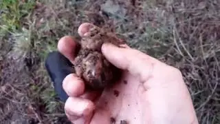 Ricerca Tartufo Marzuolo in Toscana