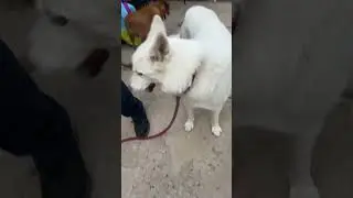 So many dogs