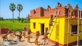 Indian Monkeys Shock the World by Building a Modern Hospital: Monkey Hospital