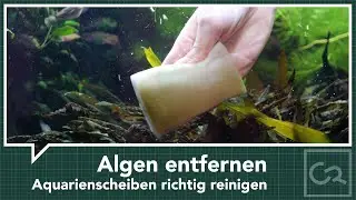 Aquarienscheiben richtig reinigen - Algenbewuchs entfernen