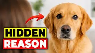 The Real Reason Your Dog Stares At You (It's Not What You Think)