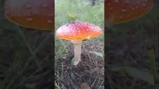 Мухомор