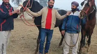 vintage culture  ,,, horse lover jalandhar..