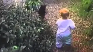Cats knocking over babies 2015