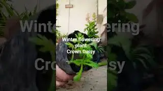 #plant care tips#yt #hardyplant #flowers#seasonal#shorts#outdoor#nature#plants lover#Green thumb