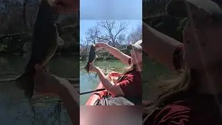 That fish has a fat belly #fishing