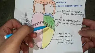 NERVE SUPPLY OF TONGUE ( Motor and sensory )
