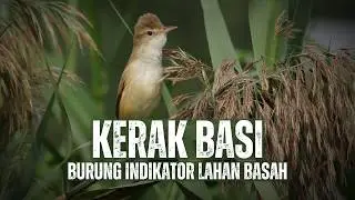 Kerak Basi: Burung yang Tak Mudah Dilihat