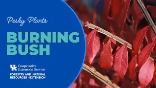 Pesky Plants: Burning Bush