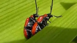 Lily beetle - Lilioceris lilii - Mating pair - Liljubjalla - Bj&ouml;llur - Skord&yacute;r - &Aacute;starleikur