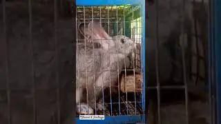 Soviet chinchilla rabbit #rabbit #chinchilla #bunny #hare