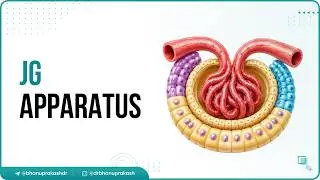 6. Аппаратура JG и авторегуляция СКФ | USMLE