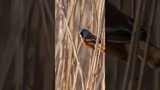 vogels spotten  #camera  #vogel #foto #photography #fotografie