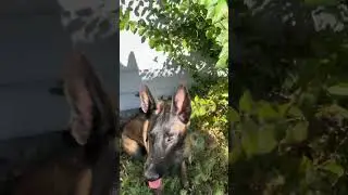 Malinois puppy finds human remains. Trooper on the job. #belgianmalinois #searchdog