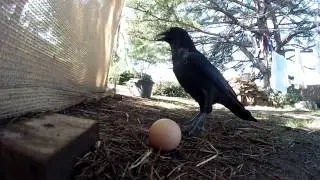Crow eats egg
