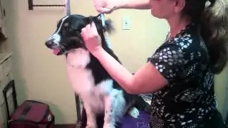 Grooming the Australian Shepherd Part 1
