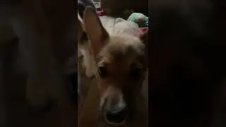 LOKI'S FIRST CHARGE OF THE CAMERA
