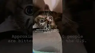Boots Daily Cat Fact 53