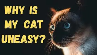 The ONE Thing You Need To Know About Why Cats Get Restless