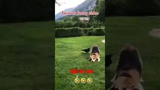 animals funny comedy video 🤣#pets #animals #cat #ytshorts #shortvideo#comedy #funny#dog🐈