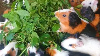 Cute Guinea pig, baby animals eating ASMR, guinea pig eating mountain grass and leaves for lunch 