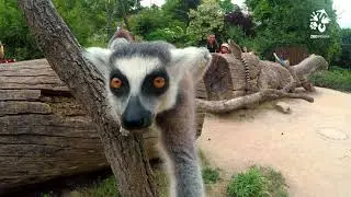 Zoo Praha:  V&iacute;tejte na Ostrově lemurů