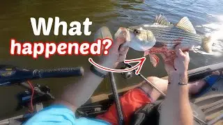 Trolling FROM A KAYAK - Fishing For Hybrid Striped Bass With Crankbaits