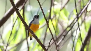 Orange-bellied Flowerpecker Call Sound